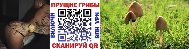 кракен как зайти  где найти   Купино  Псилоцибиновые грибы Psilocybe 